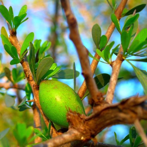 argan-tree-869756_1280